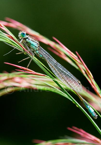 Common Blue Damselfly